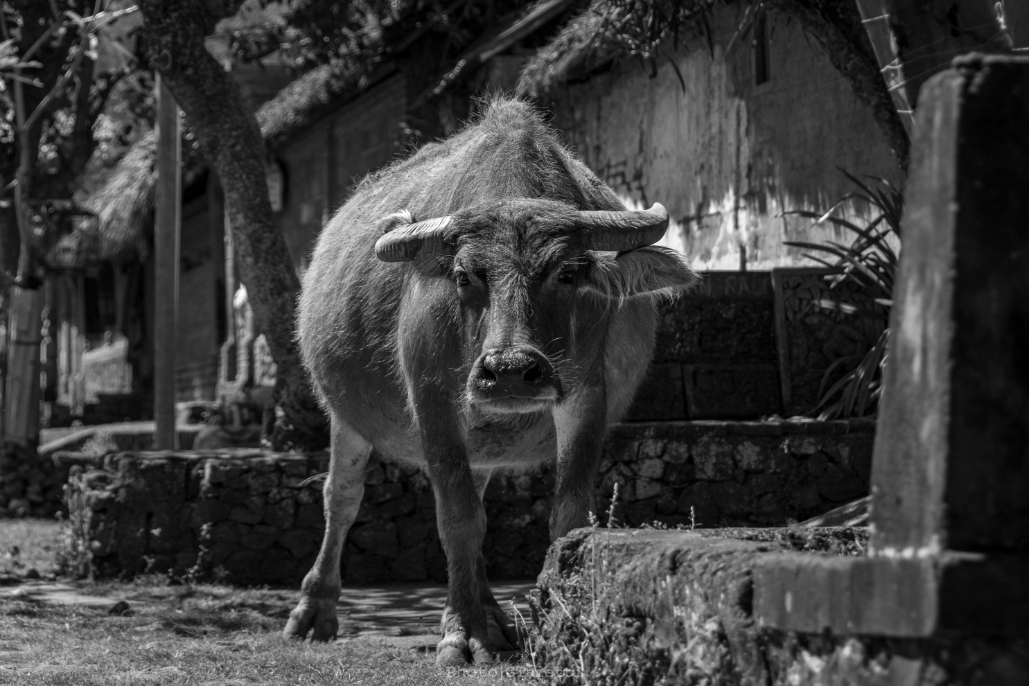 Bali - Villaggio Tenganan