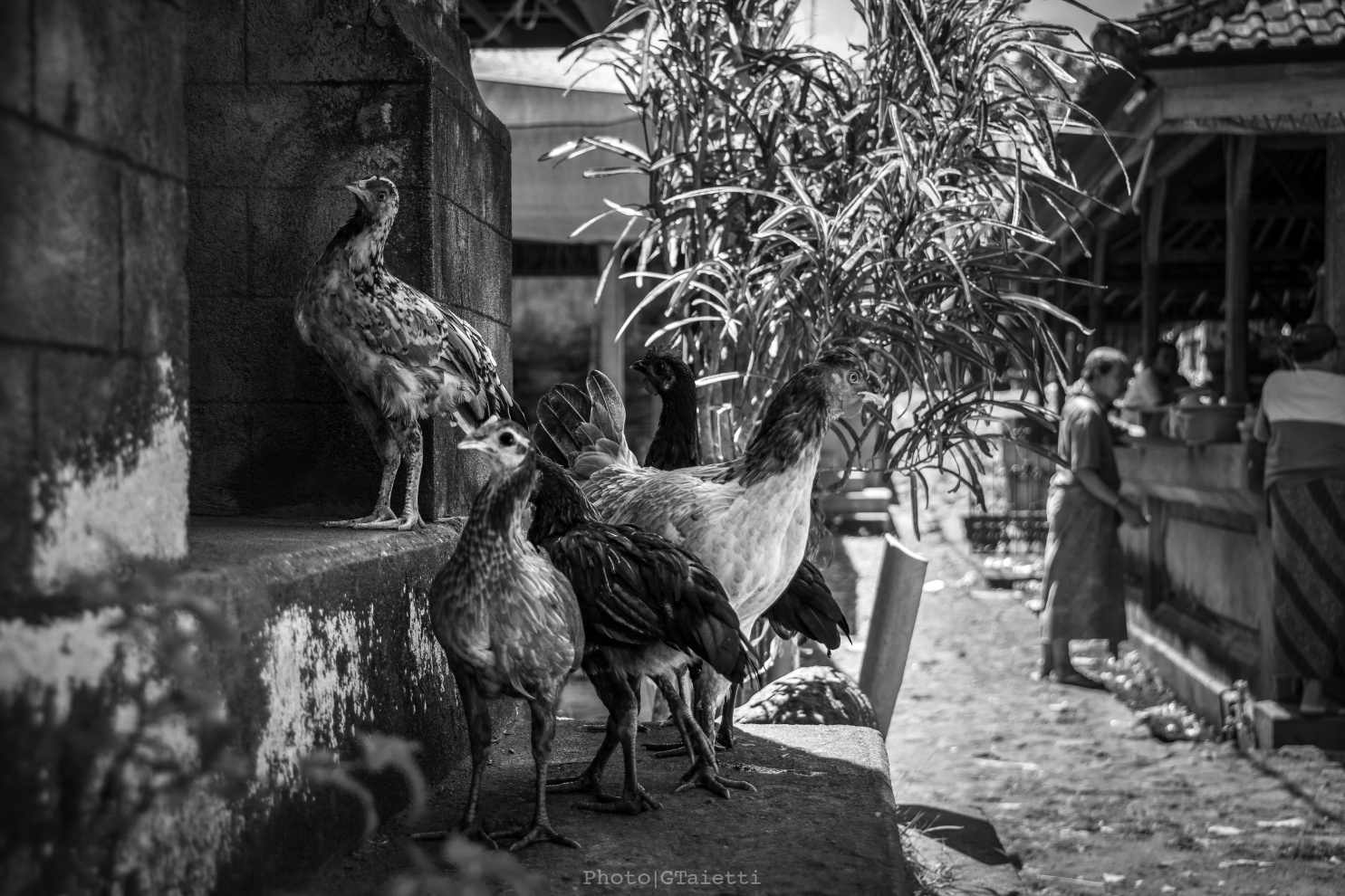 Bali - Villaggio Tenganan
